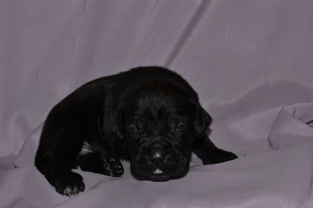 Цуценята  Кане корсо