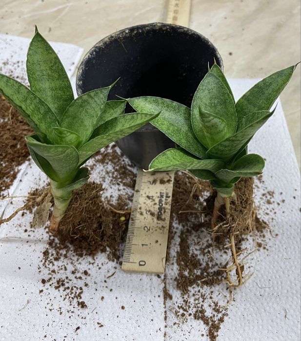 Сансівʼєрія квітка дітки