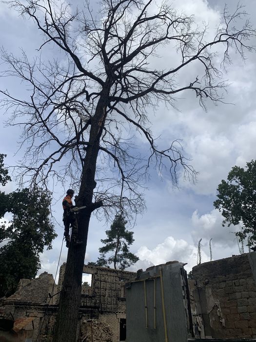 Видалення дерев,Спил,Кронування,Зрізання,Удаление деревьев,благоустрій