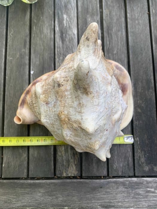 duża muszla kraba morska