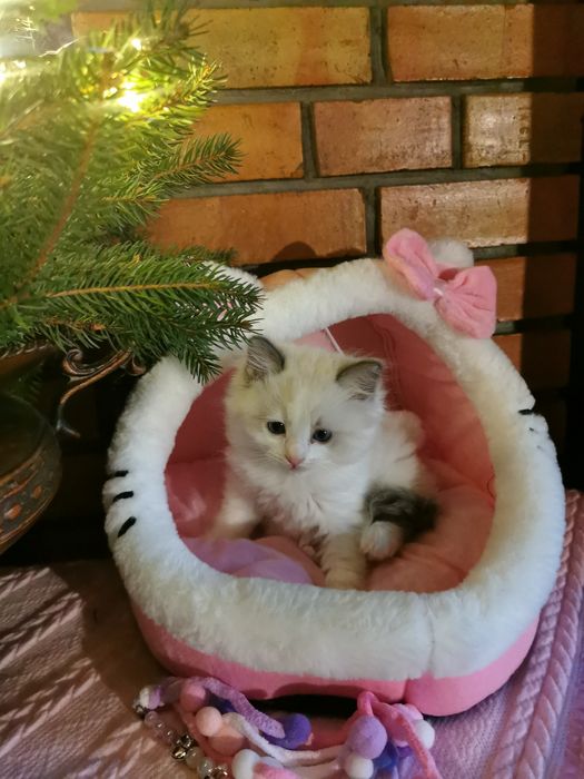 Ragdolek z rodowodem FIFE