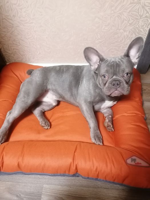 Французик ищет девочку