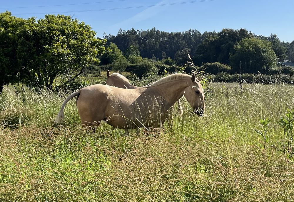 Poldra lusitana palomina 1.6 anos