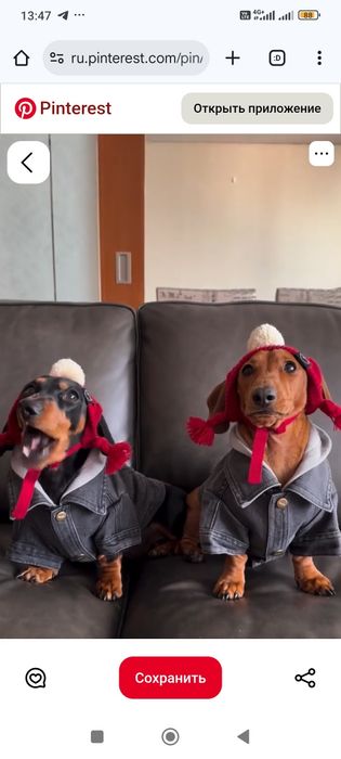 Малята таксята)));поспішайте