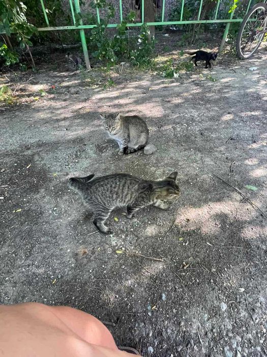 Котинята шукають дім/Коти/кіт/котиня/кішка