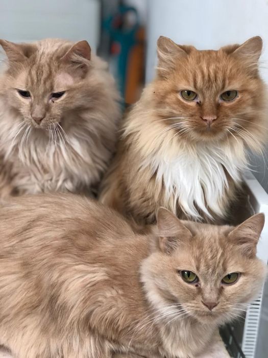 Метиси мейкуна в добрі руки