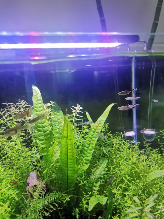 Guppy Endler lote 10un