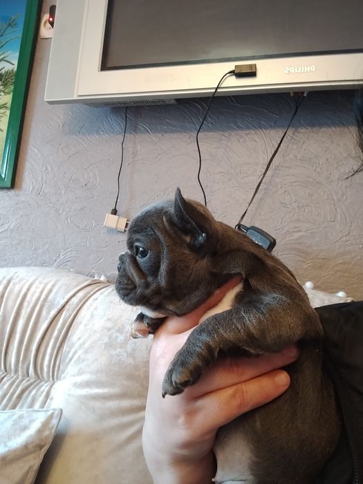 Голуба дівчинка французького бульдога