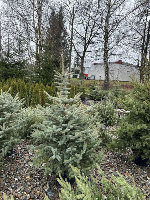 Świerk srebrny sadzenie żywopłot ogrodzenie transport