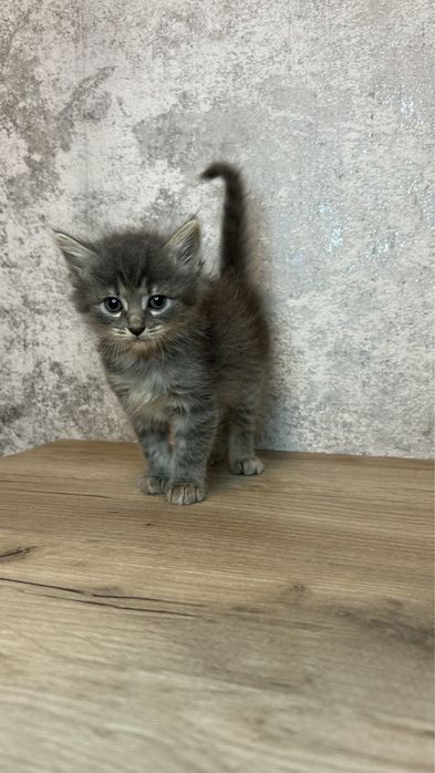 Отдам котят в хорошие руки