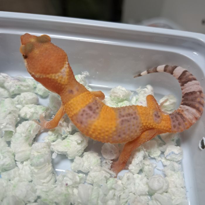 Gekon lamparci w sklepie Gruby Kocur Rzeszów Galeria Trend