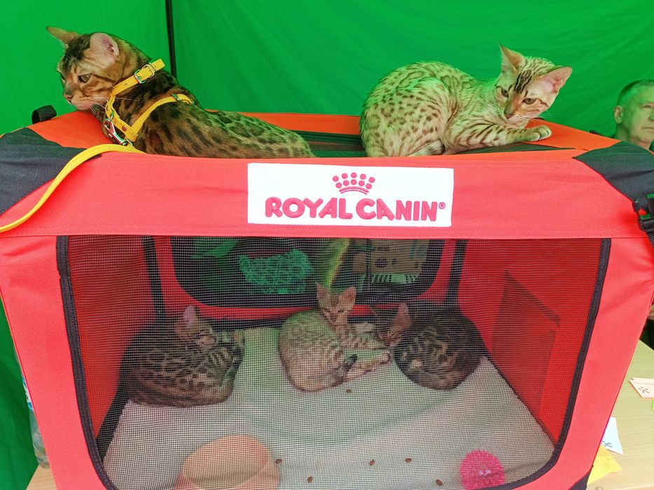 Бенгальские котята