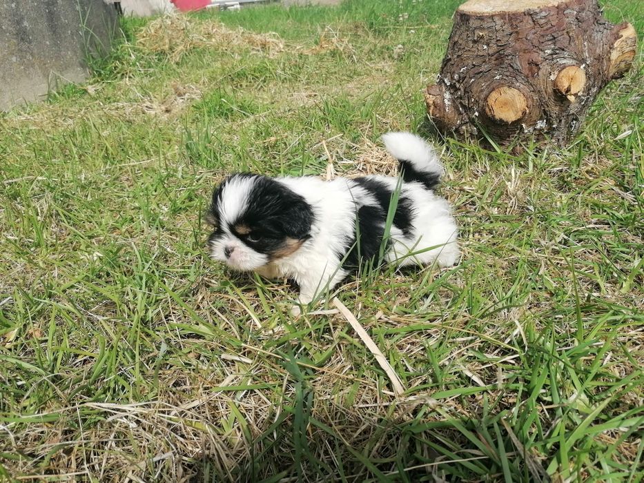 Cachorrinha shih-tzu