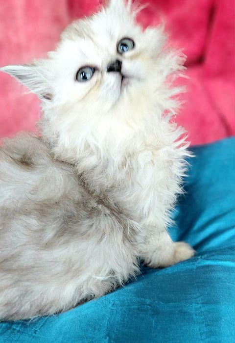 Кошенятко  хлопчик