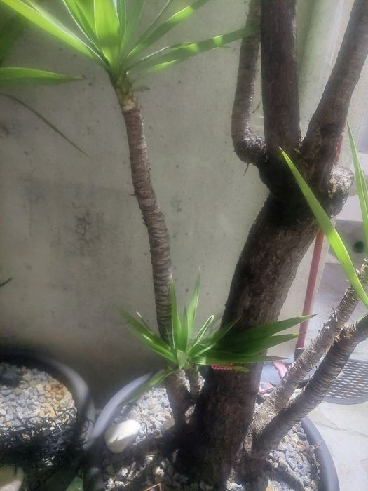 Planta para jardim..
