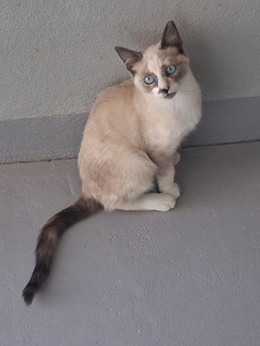 Adoção responsável gatinha