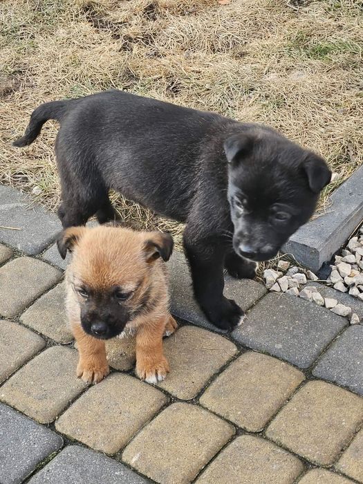 Oddam pieski w dobre ręce