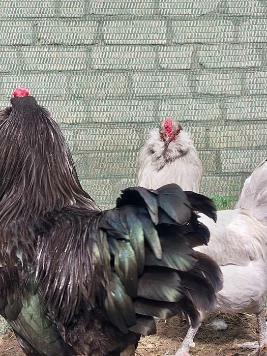 Продам инкубационные яйца Амераукана