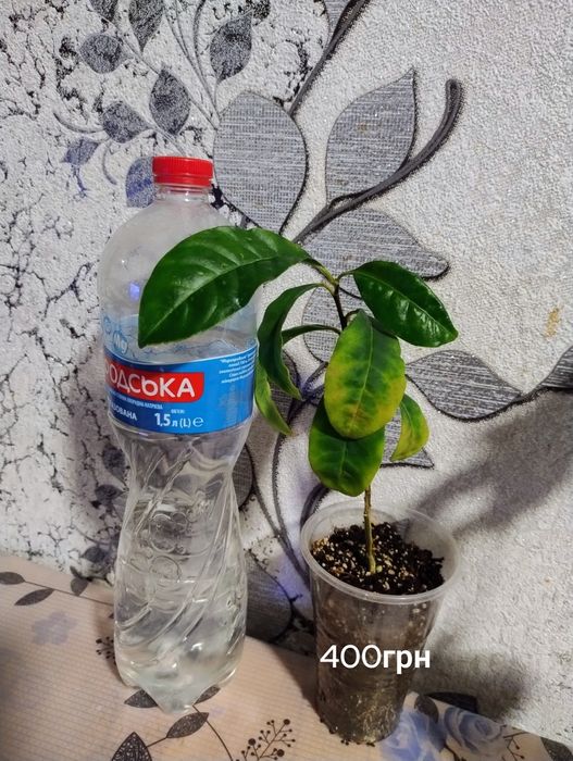 Брунфельсія Австралійська. Brunfelsia australis