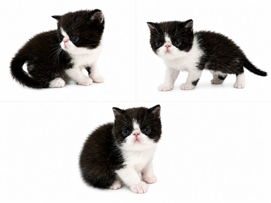 Gatinho Persa Exótico Premium ! Excelente Linhagem!