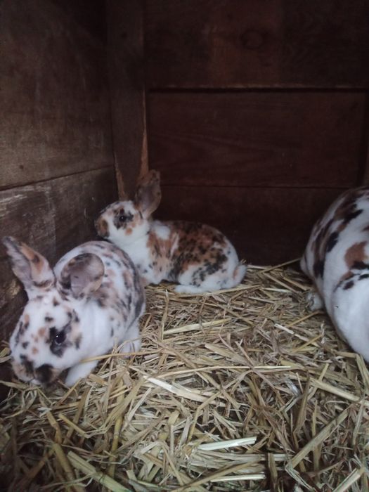 Rex trójbarwny dalmatyński młode króliki