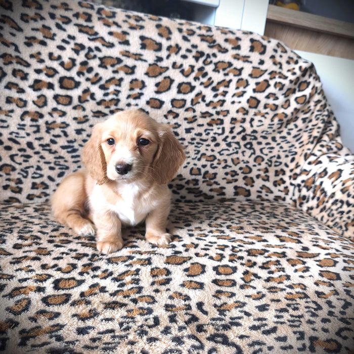 Jamnik suczka, kremowo-złota miniaturowa długowłosa