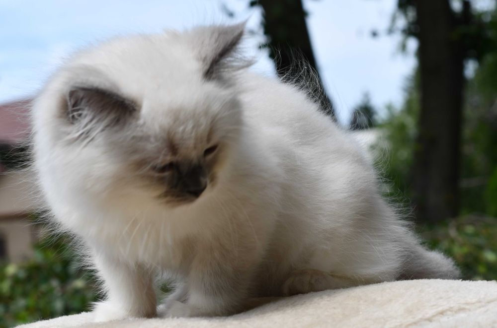 Ragdoll kotka LILLY