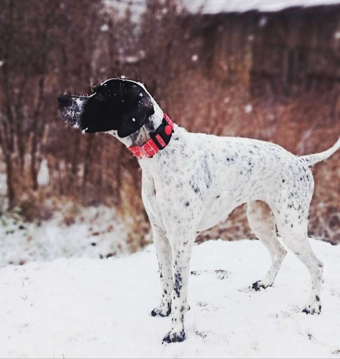 Pointer wyżeł angielski- rezerwacja na szczeniaka maj 2026