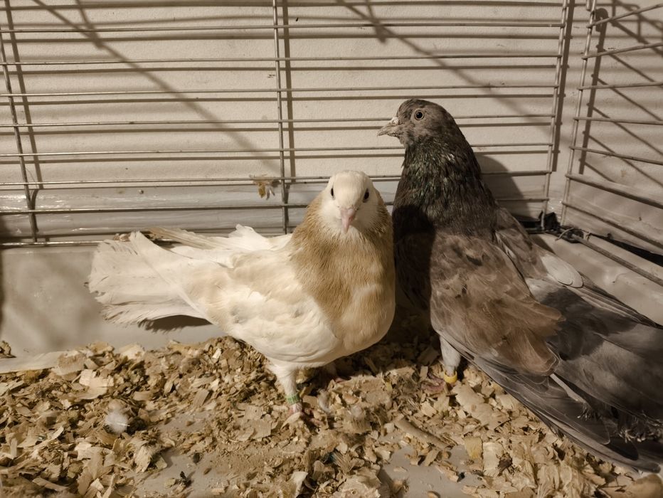 Sprzedam parę kolorowych