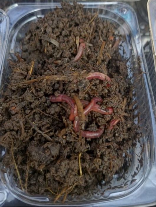 Червь (хробак) для рыбалки