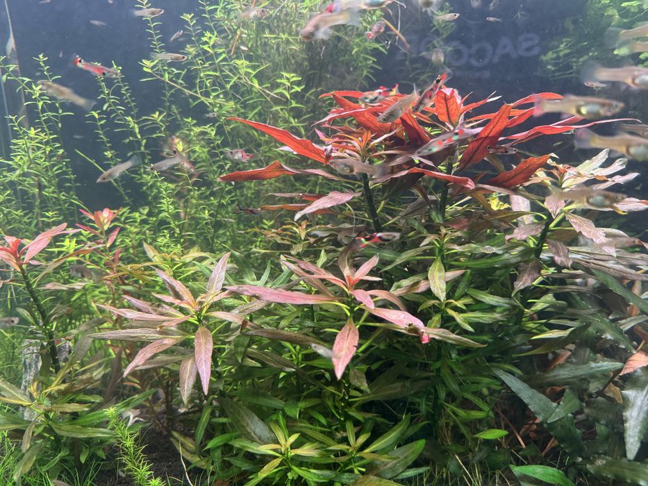 Vendo aquario Plantado + movel + Luminaria RGB + filtro+ co2 + todos os acessorios