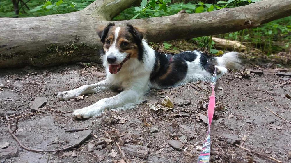 Border collie mix Bazyl   szuka domu schronisko Zgierz aktualne