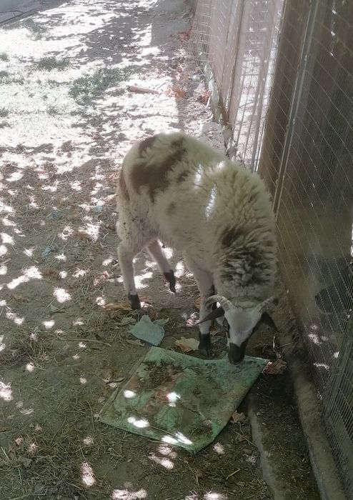 Borrego macho 6 meses