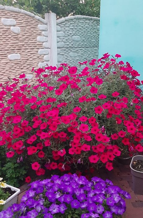 Петунія Тайдал Tidal