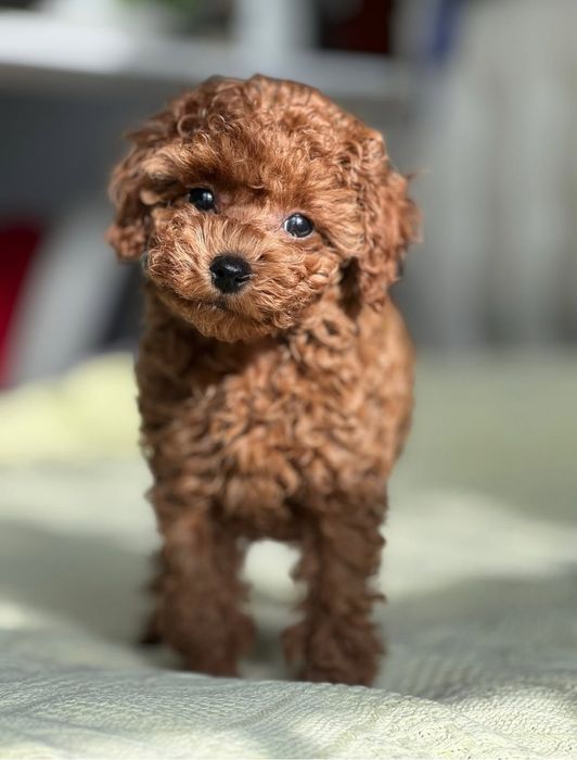 Дуже гарний малюк . той пудель