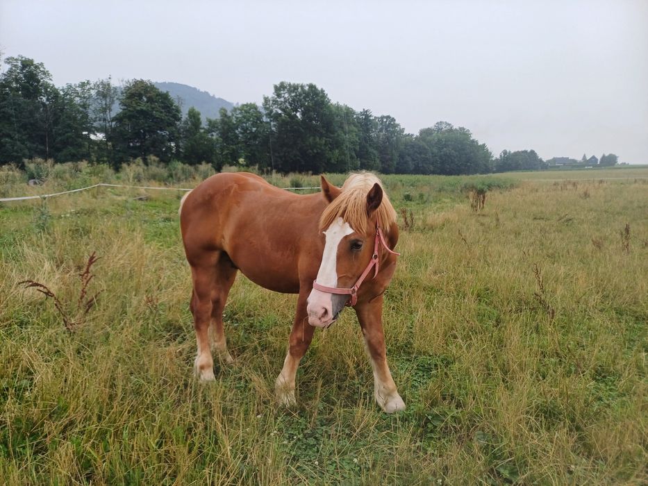 Ogierek zimnokrwisty