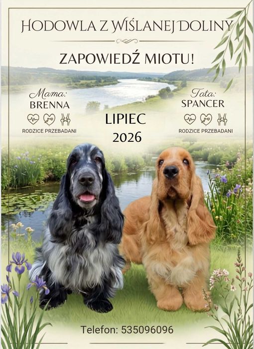 Cocker spaniel angielski