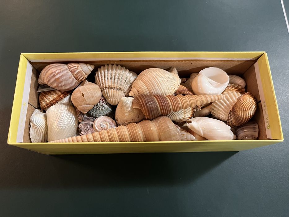 Muszle morskie ozdobne