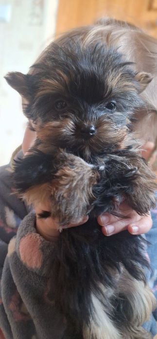 Продам собаки йоркширськие терьеры мініки.