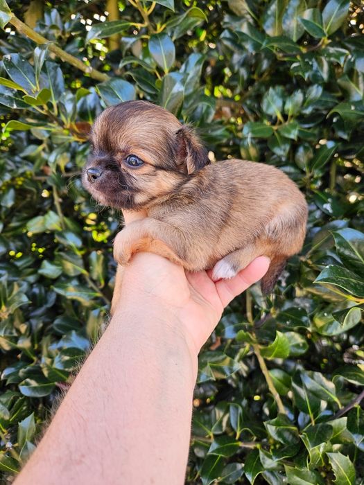 Chihuahua macho pelo longo
