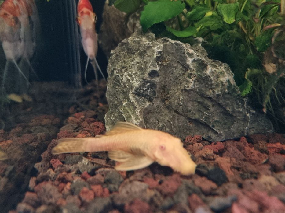 Ancistrus albinos