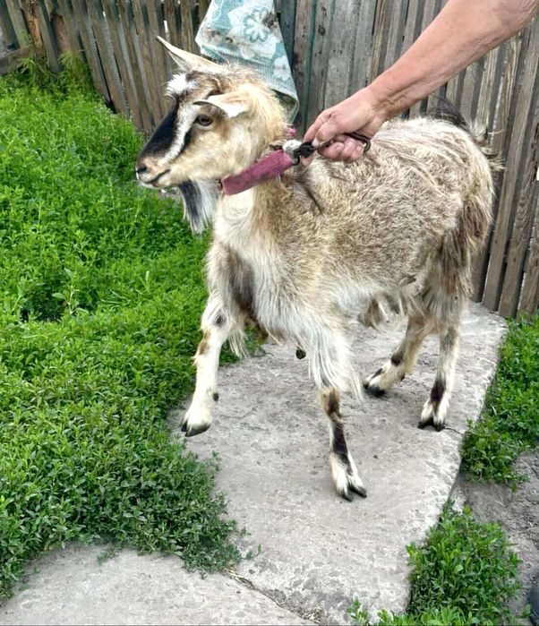 Коза 1 рік безрога