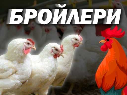 Імпортні та українські інкубаційні яйця бройлерів. (Інкубаторія UA)