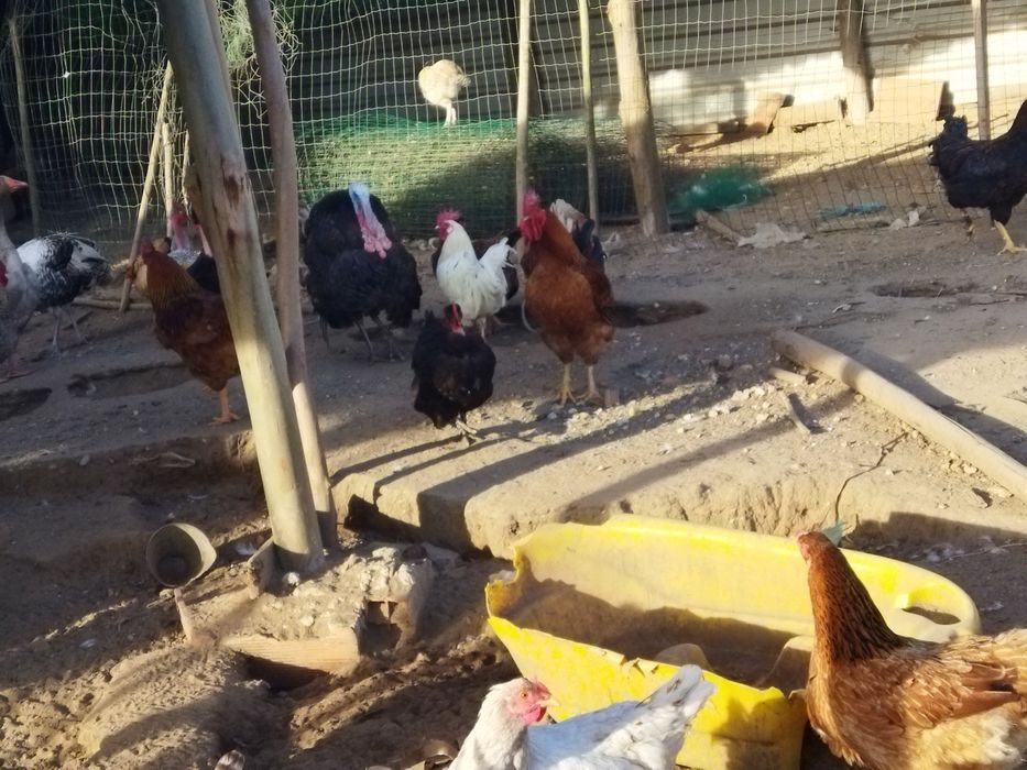 Vendo patas em postura, perú e galos