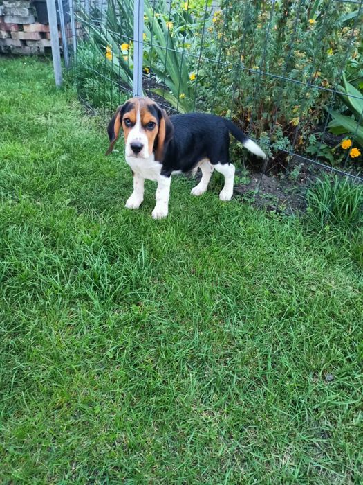 •Beagle Szczeniak Piesek  Zapraszam •