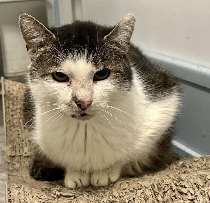 SPAJDEREK – kot, o którego nikt nie pyta