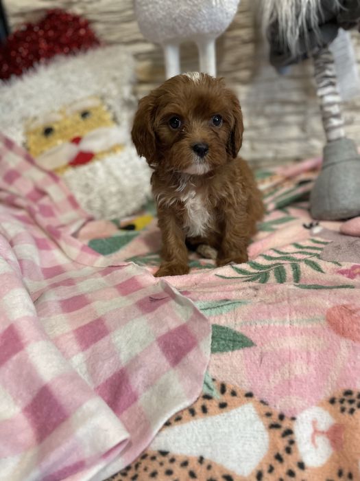 samiec red cavapoo pudel cavalier