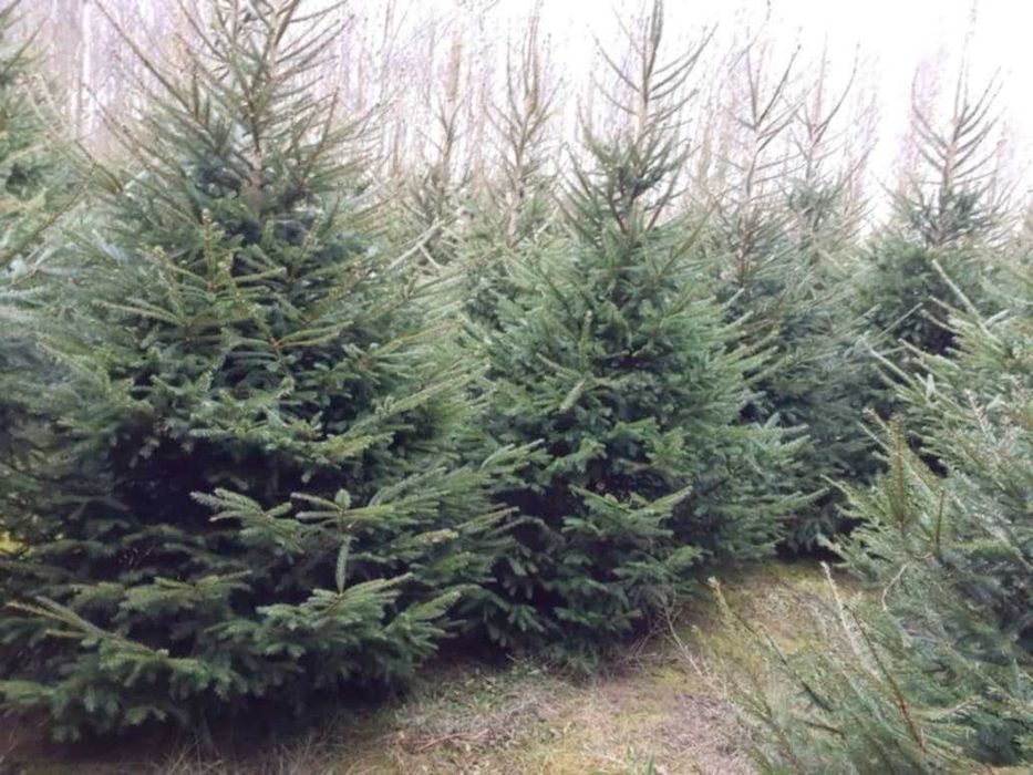 choinki świąteczne świerk zwyczajny świerk srebrny świerk serbski