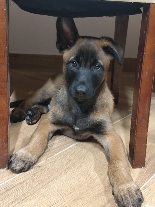 Vende-se pastor belga malinois