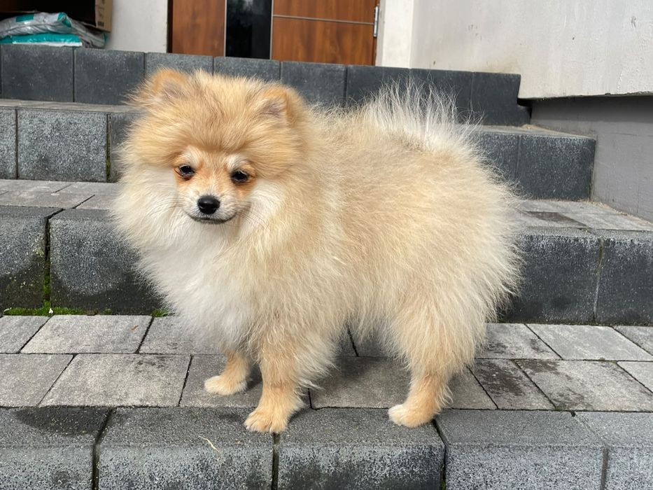 Szpic miniaturowy Pomeranian – rudo-sobolowy chłopczyk